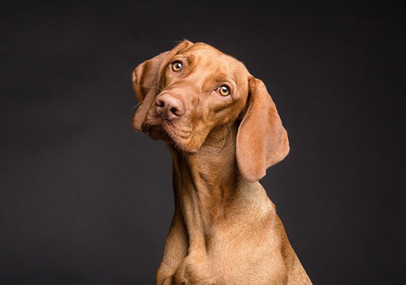 vizsla